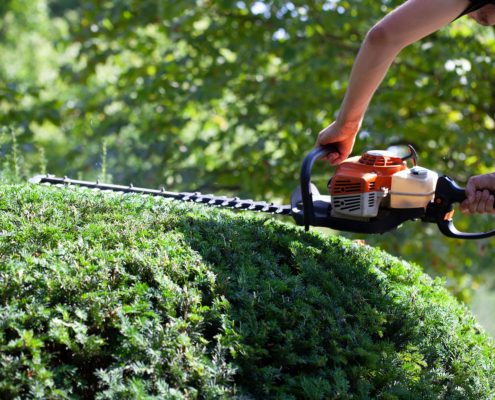 Staudenschnitt in der Gartenpflege