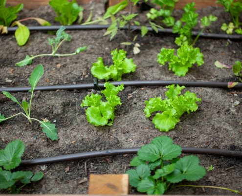 Bewässerungslösung für ein Hochbeet