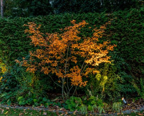 Garten-Effektbeleuchtung