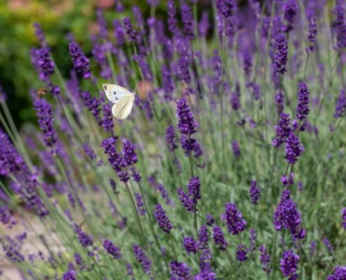 Schmetterling auf Lavendel Stauden